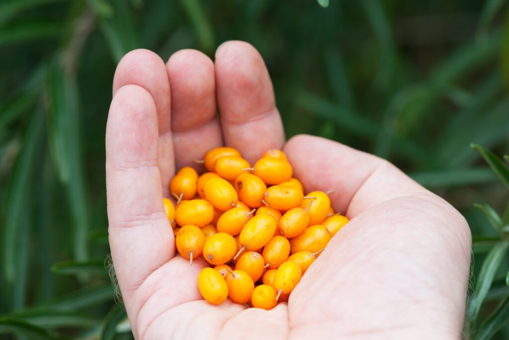 スーパーフルーツ